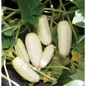 Silver Slicer Cucumber (Certified Organic)