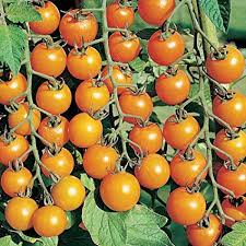 TOMATO Sun Sugar 4sq | Matt's Organic Gardens
